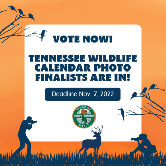 Voting Begins in TWRA Wildlife Calendar Contest