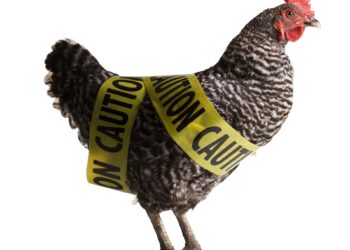 New Service Launched Due To Detection Of Highly Pathogenic Avian Influenza In Tennessee