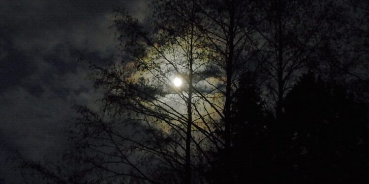 One Person Arrested After Trespassing And Camping In Woods