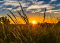 Evaluating Your Lawn And Landscape After Recent Holiday Freeze