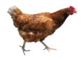 Bulls Gap Woman Served Warrant After Investigation Into Dead Chickens