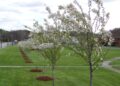 Urban Forestry Program Offers Funding To Improve City Landscapes