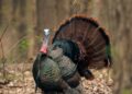 Spring Turkey