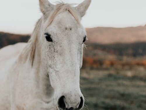 Free Horse Fun Show Each Month Through Fall