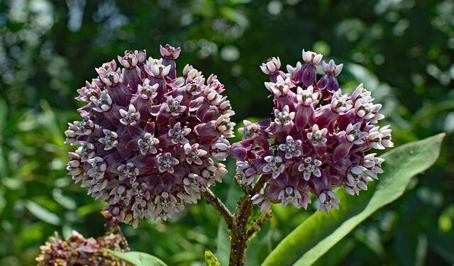 Project Milkweed Providing Crucial Habitat For Monarch Butterflies