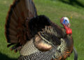 TWRA Wild Turkey Observation Period
