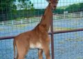 Bright’s Zoo Holding Naming Contest For Rare Spotless Baby Giraffe
