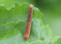 Fall Armyworms Reported Across Tennessee