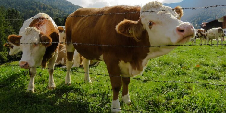 UTIA Analyzes Data Security And Privacy Concerns Of Precision Dairy Management Systems