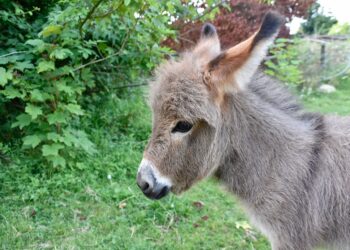 Woman Reports Scam After Attempting To Buy Donkeys Through Facebook