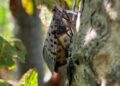 Invasive Lanternfly Spotted in East Tennessee: Residents Beware