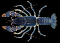 TWRA Exam Potential New Crayfish Species Discovered By Tusculum Students
