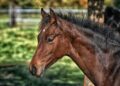 West Nile Virus Detected In West Tennessee Horse