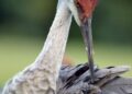 Sandhill Crane Quota Hunt Application Open Through Sept. 20