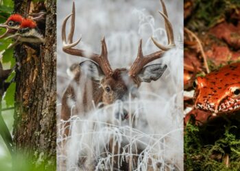 TWRA Accepting Photo Contest Entries For Publication In Annual Calendar