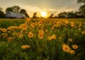 sunflowers