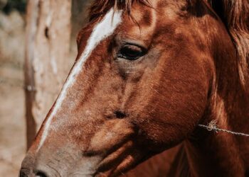 Three Horse Management Field Days Scheduled This Month