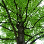 Tree Distribution And Planting