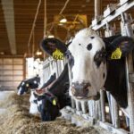 Annual Beef Days Celebration