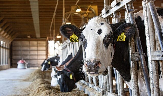 2024 Dairy Margin Coverage Enrollment Now Open To Dairy Producers
