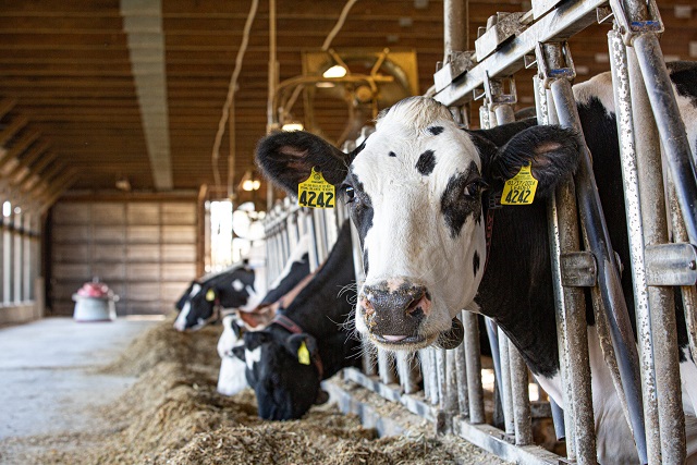 Annual Beef Days Celebration