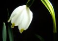 UT Gardens’ March Plant Of The Month: “Summer Snowflake”