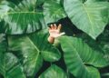 UT Gardens’ April Plant Of The Month: Thailand Giant Elephant Ear