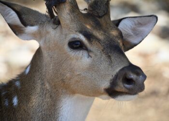 Researchers Continue Study On Disease Transmission Among White-Tailed Deer