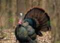 Spring Turkey Hunting Season Starts April 13th