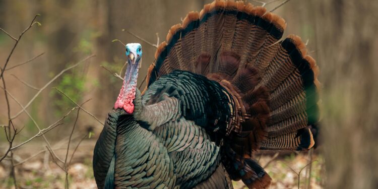 Spring Turkey Hunting Season Starts April 13th
