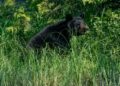 Residents Reminded To Be Vigilant During Upcoming Season With Increased Bear Activity