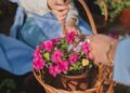 plant flowers