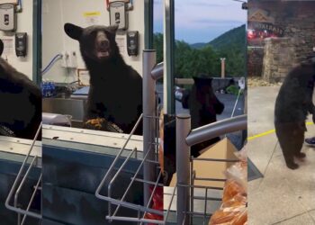 Two Bear Encounters In Gatlinburg In Past Week, One Bear Euthanized
