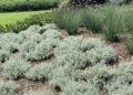 UT Gardens’ June Plant Of The Month: ‘Silver Stitch’