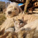 Greene County Rabies Clinic At Romeo Community Center