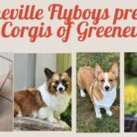 Corgis of Greeneville
