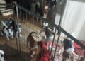 Parton Loop Woman Arrested for Animal Cruelty; Over 30 Dogs Rescued