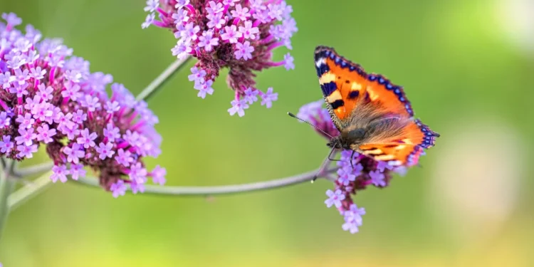UT Gardens’ June Plant Of The Month: Verbena Bonariensis