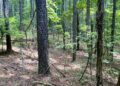 Pine stand in Chickasaw State Forest.