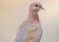 Three Dove Season Segments, First Begins September 1st Along With Other Seasons
