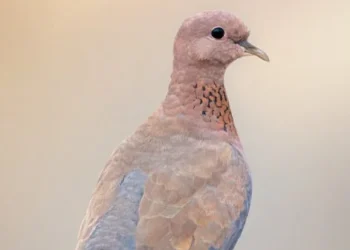 Three Dove Season Segments, First Begins September 1st Along With Other Seasons