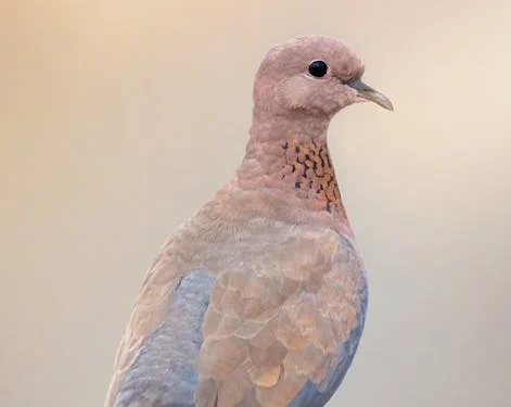 Three Dove Season Segments, First Begins September 1st Along With Other Seasons