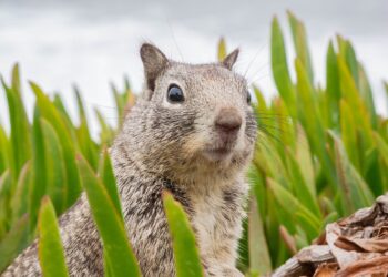 Tennessee’s Free Hunting Day | Squirrel Season August 24th