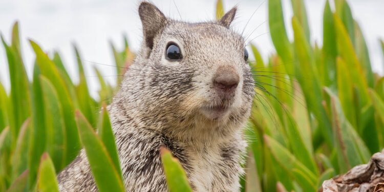 Tennessee’s Free Hunting Day | Squirrel Season August 24th