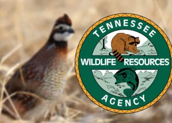 Bobwhite Quail Quota Hunt Application Period Starts Sept. 4