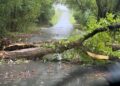 Downed Trees Blocking Many Roads
