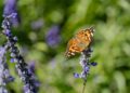 9th Annual Butterfly Festival September 28th At UT Arboretum