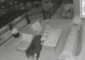 Bear In Area Yards A Reminder Of Their Danger