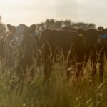 Applications For Livestock Forage Program