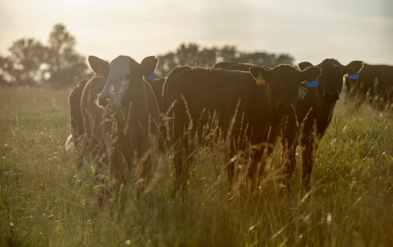Applications For Livestock Forage Program